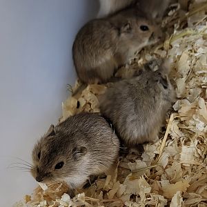 Lemming species 2 ID