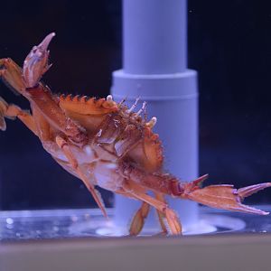 Hairy swimming crab (Portunus pubescens)