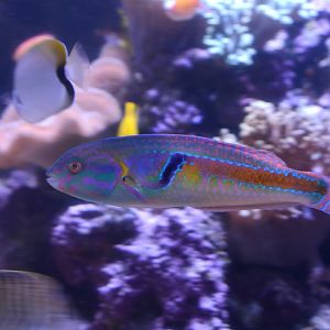 Hartzfeld's wrasse (Halichoeres hartzfeldii)