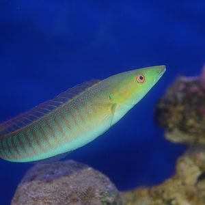 Pastel ringwrasse (Hologymnosus doliatus)