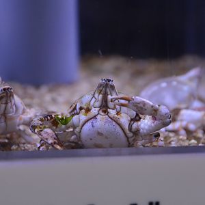 Pebble crab (Leucosia anatum)