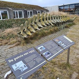 "Sperm whale of 1953"