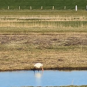 European spoonbill on Texel