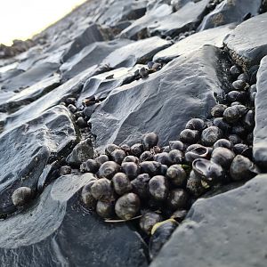 Common periwinkles on Texel