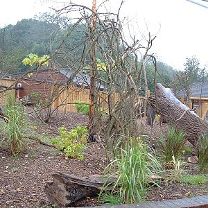 Golden Lion Tamarin Walkthrough Enclosure