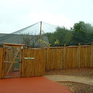 Golden Lion Tamarin Walkthrough Enclosure