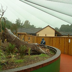 Golden Lion Tamarin Walkthrough Enclosure