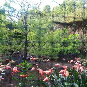 Cuban aviary, 2022-08-28