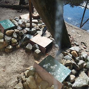 Inca tern nests, 2022-08-28