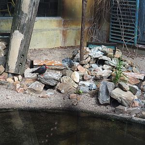 Inca tern nests, 2022-08-28