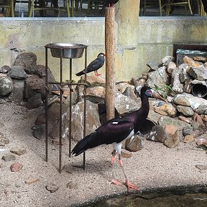 Abdim's stork (Ciconia abdimii) and Inca terns (Larosterna inca), 2022-08-28