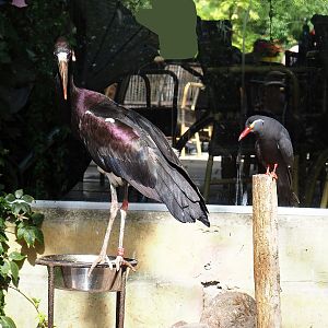 Abdim's stork (Ciconia abdimii) and Inca tern (Larosterna inca), 2022-08-28