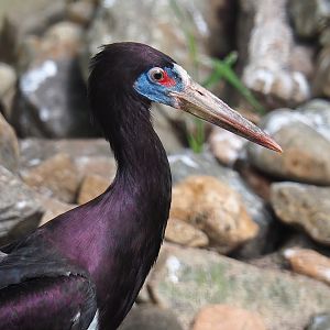 Abdim's stork (Ciconia abdimii), 2022-08-28
