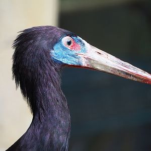 Abdim's stork (Ciconia abdimii), 2022-08-28