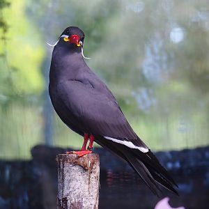 Inca tern (Larosterna inca), 2022-08-28
