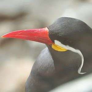 Inca tern (Larosterna inca), 2022-08-28