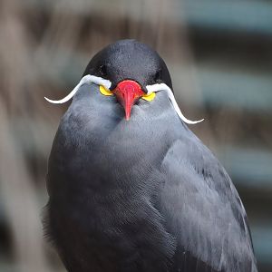 Inca tern (Larosterna inca), 2022-08-28