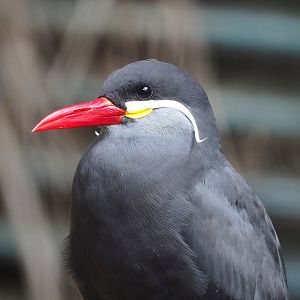 Inca tern (Larosterna inca), 2022-08-28