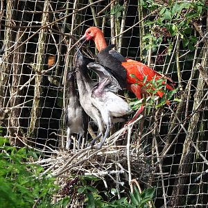 Scarlet ibis (Eudocimus ruber) with chicks, 2022-08-28