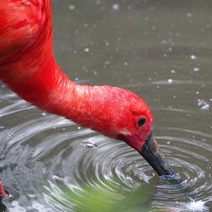 Scarlet ibis (Eudocimus ruber), 2022-08-28