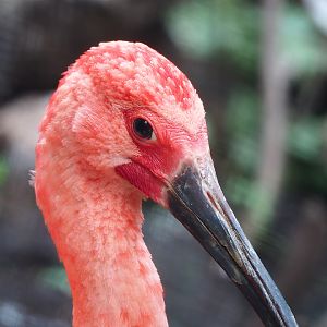Scarlet ibis (Eudocimus ruber), 2022-08-28