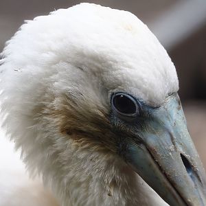 Roseate spoonbill (Platalea ajaja), 2022-08-28