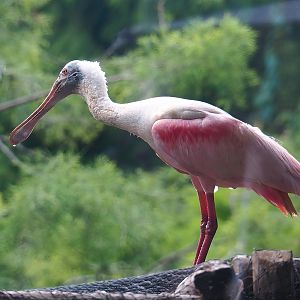 Roseate spoonbill (Platalea ajaja), 2022-08-28