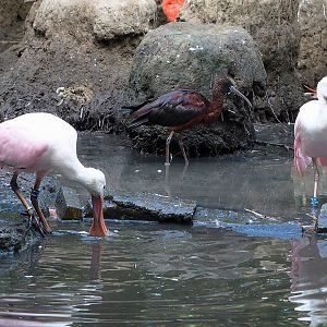 Roseate spoonbills (Platalea ajaja) and Glossy ibis (Plegadis falcinellus), 2022-08-28