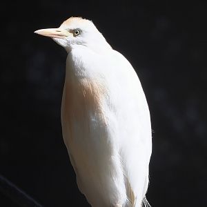 Western cattle egret (Bubulcus ibis), 2022-08-28