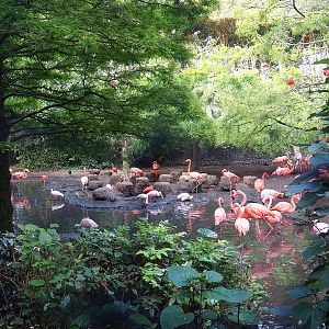 Cuban aviary, 2022-08-28