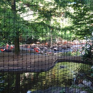 Cuban aviary, 2022-08-28