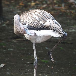 Juvenile American flamingo (Phoenicopterus ruber), 2022-08-28
