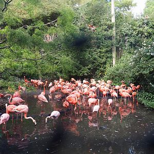 American flamingos in the Cuban aviary, 2022-08-28