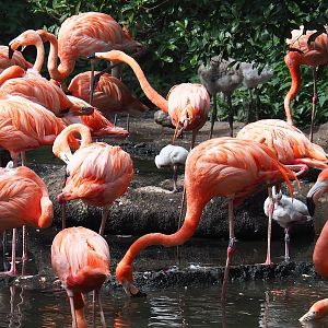 American flamingos (Phoenicopterus ruber), 2022-08-28