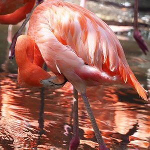 American flamingo (Phoenicopterus ruber), 2022-08-28