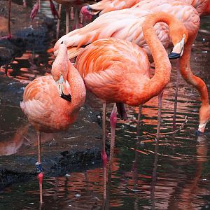 American flamingo (Phoenicopterus ruber), 2022-08-28