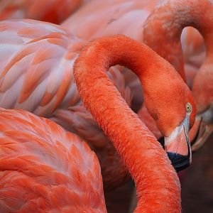 American flamingo (Phoenicopterus ruber), 2022-08-28