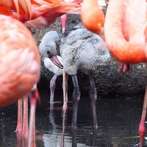 American flamingo (Phoenicopterus ruber) chick, 2022-08-28
