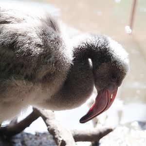American flamingo (Phoenicopterus ruber) chick, 2022-08-28