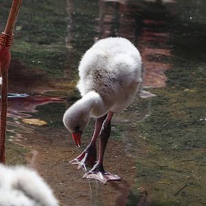 American flamingo (Phoenicopterus ruber) chick, 2022-08-28