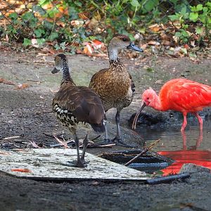 West Indian whistling ducks (Dendrocygna arborea), 2022-08-28