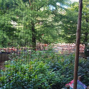 Cuban aviary, 2022-08-28