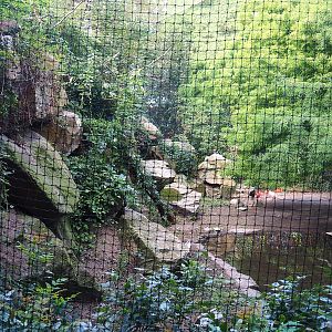 Cuban aviary, 2022-08-28