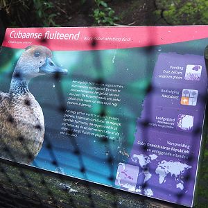 Example of signage - West Indian whistling duck, 2022-08-28