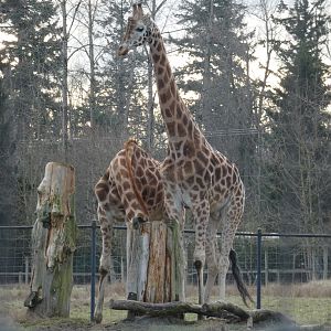 Big boys (Rothschild's giraffe)