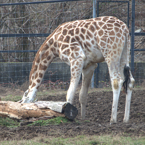 Milo (Rothschild's giraffe)