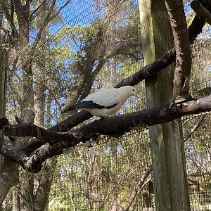 Imperial Pigeon in Walk-Through Aviary