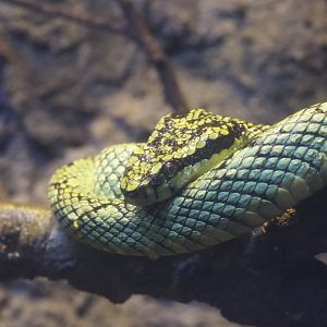 Sri Lankan Pit Viper/ Craspedocephalus trigonocephalus