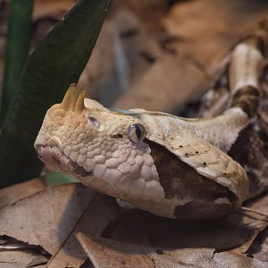Rhinoceros Viper/ Bitis rhinoceros