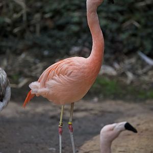 Chilean Flamingo/ Phoenicopterus chilensis